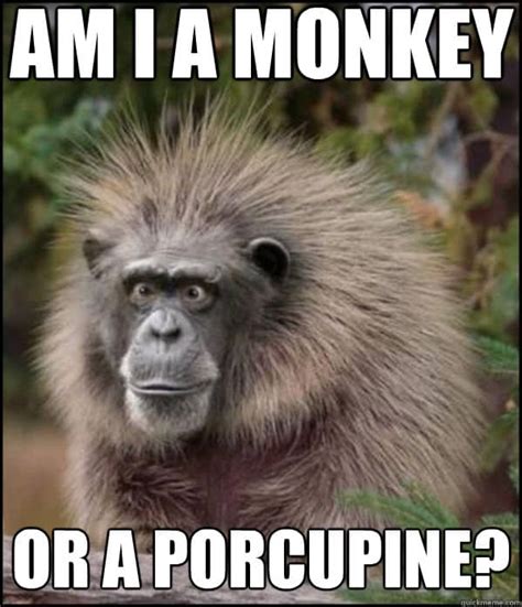 funny monkey memes|monkey meme photo.